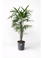 Raphis Excelsa 135cm